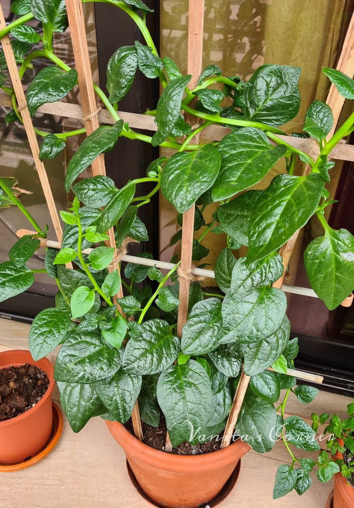 Malabar Spinach Growing Malabar Spinach From Stem Cuttings Vanita S