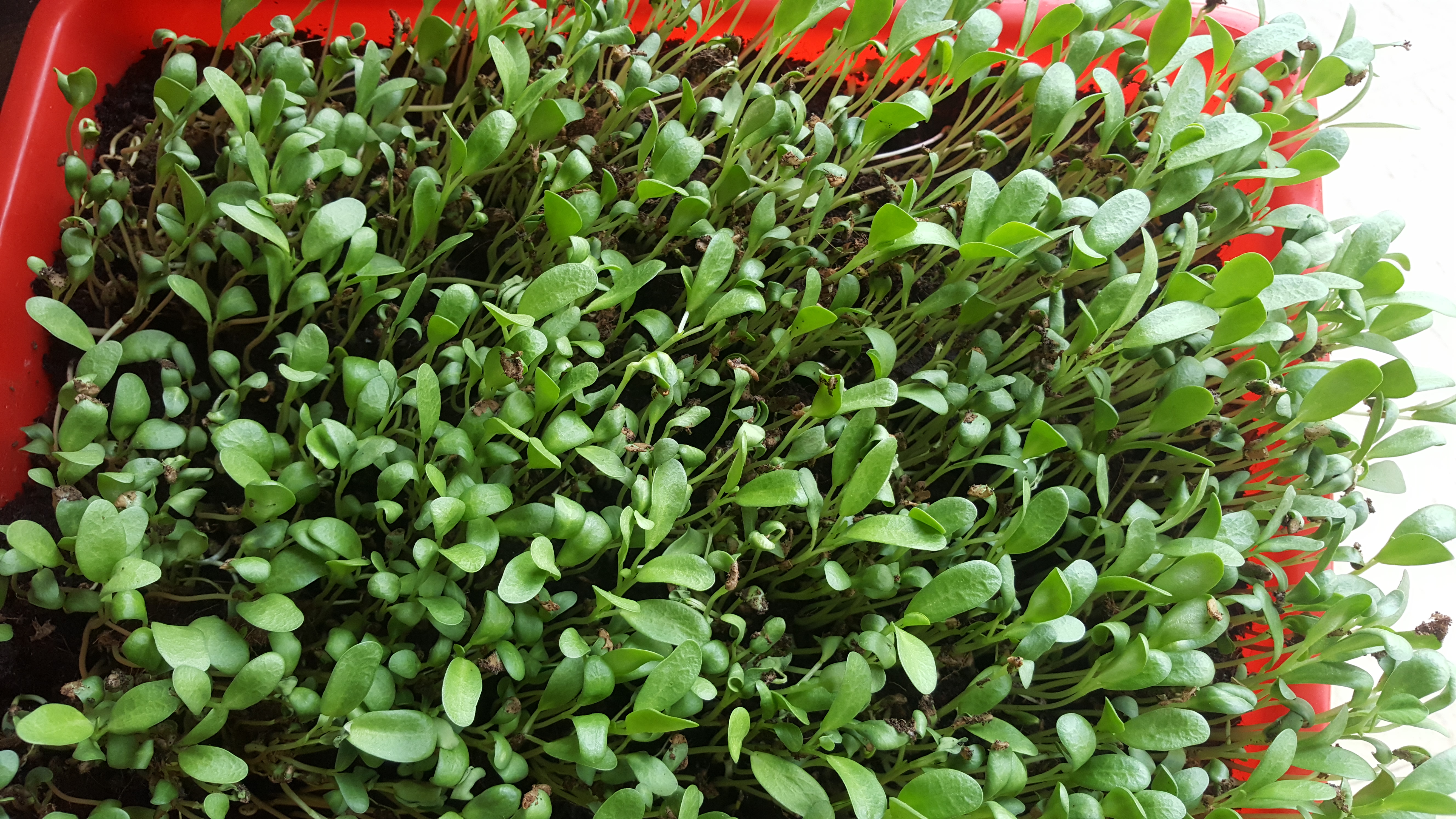 How to grow microgreens