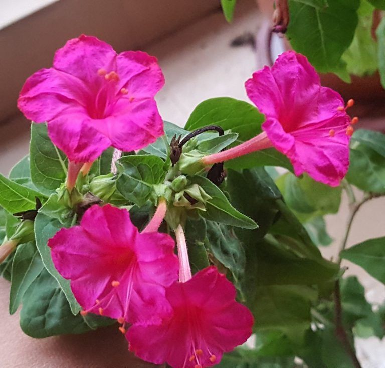 Four o'clock flowers | How to grow Gulbakshi - Vanita's Corner