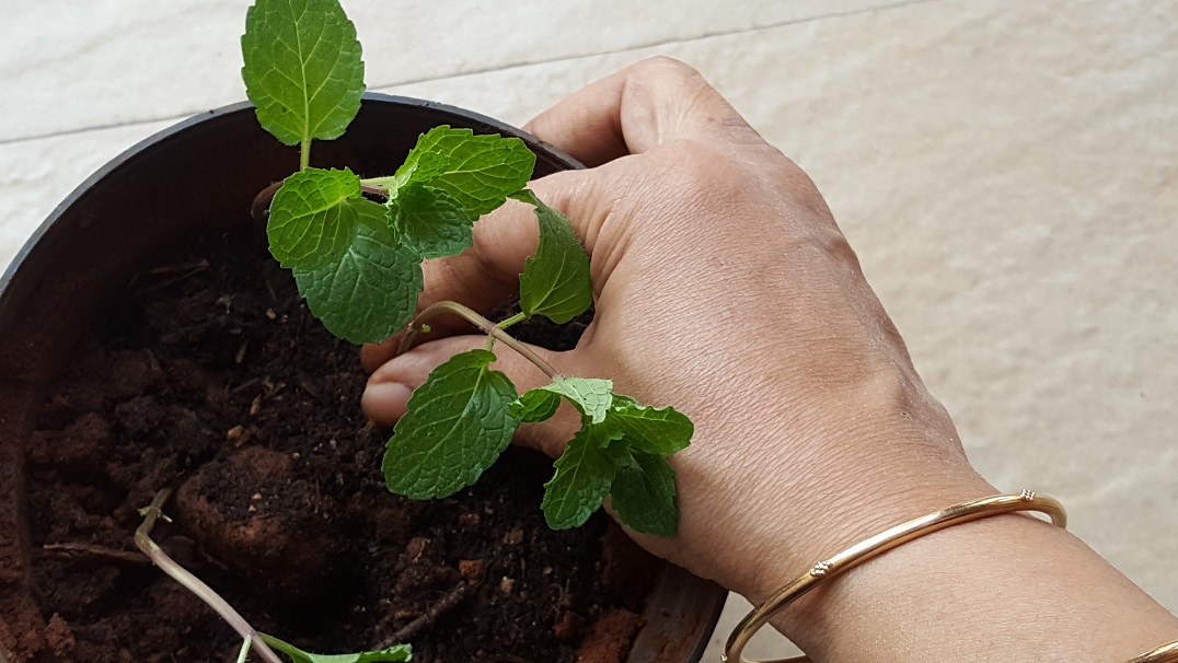 Grow your own Mint | Growing mint in pots - Vanita's Corner