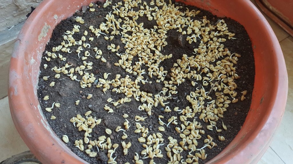 Growing Methi | Growing fenugreek in pots - Vanita's Corner