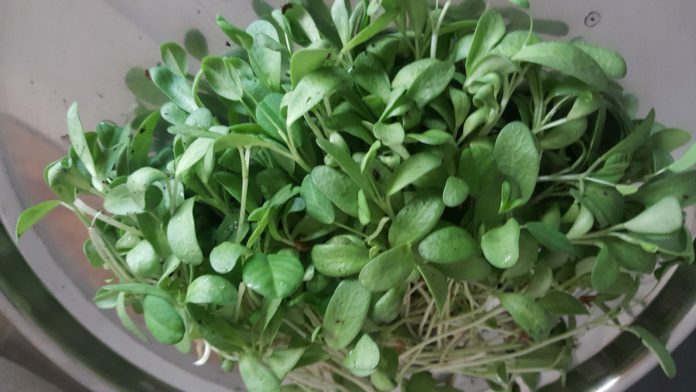 growing fenugreek in pots