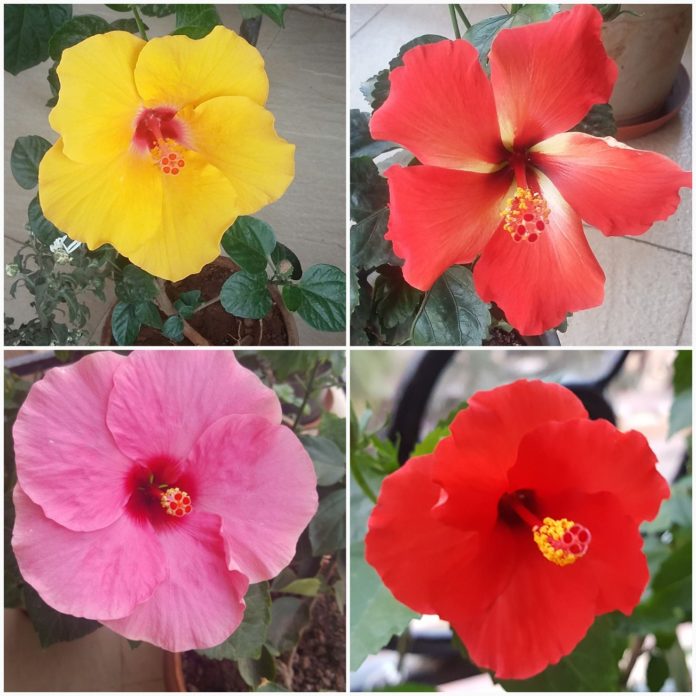 growing hibiscus