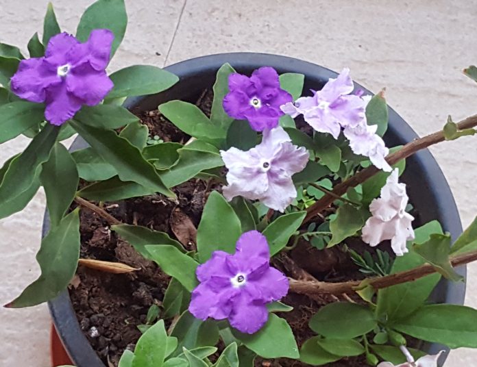 Brunfelsia plant