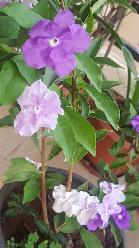 Yesterday Today Tomorrow Brunfelsia Plant Vanita's Corner