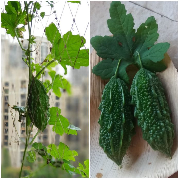 Growing bitter gourds in pots