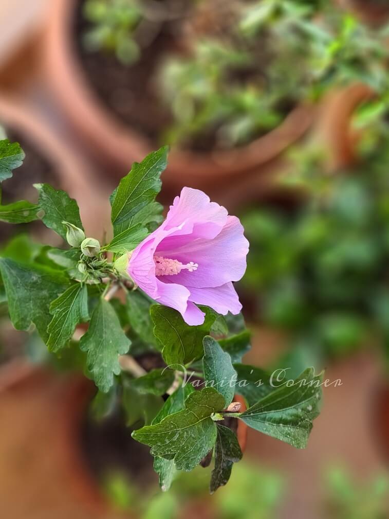 Lavendar hibiscus