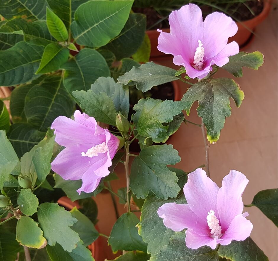 lavendar hibiscus