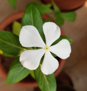 Periwinkle Vinca Growing Periwinkle Vanita S Corner