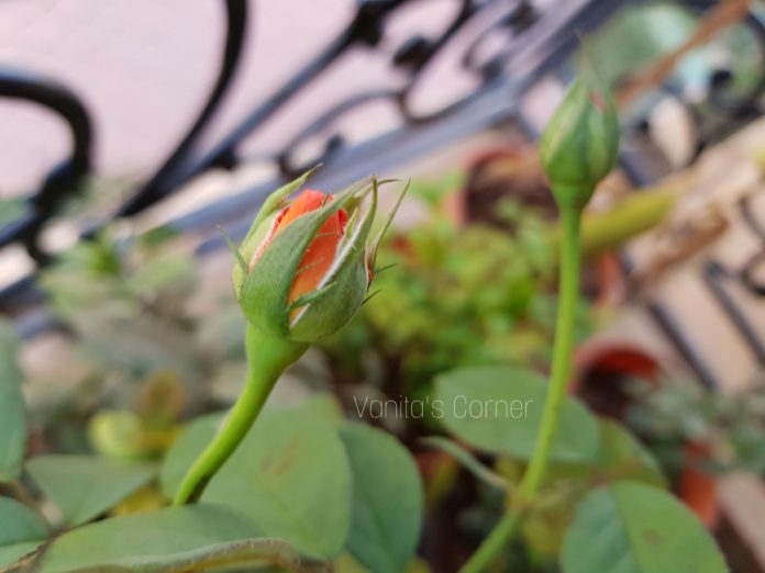 Rose bud