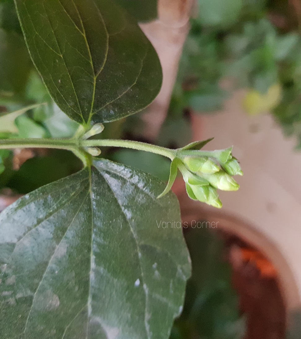 Parijat Flowers Growing Parijat Plant In Pots Vanita S Corner