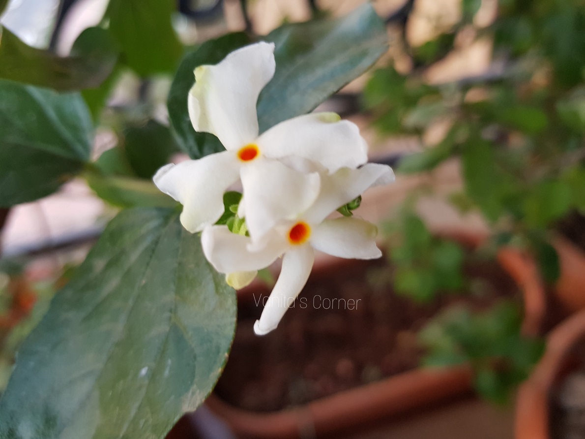Parijat Flowers Growing Parijat Plant In Pots Vanita S Corner