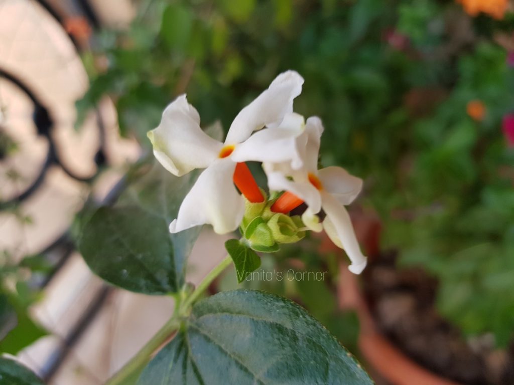 parijat-flowers-growing-parijat-plant-in-pots-vanita-s-corner