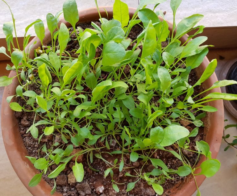 How to grow Spinach in containers |Pots - Vanita's Corner