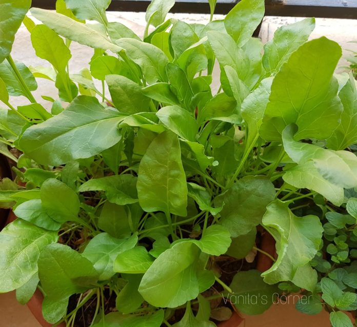 How to grow spinach