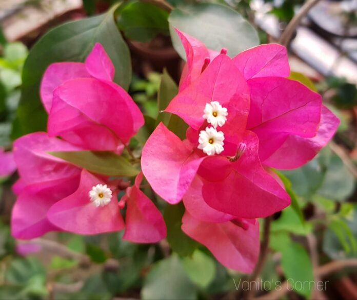 Growing bougainvillea from stem cuttings