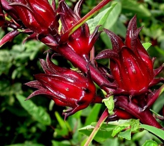 Ambadi flowers