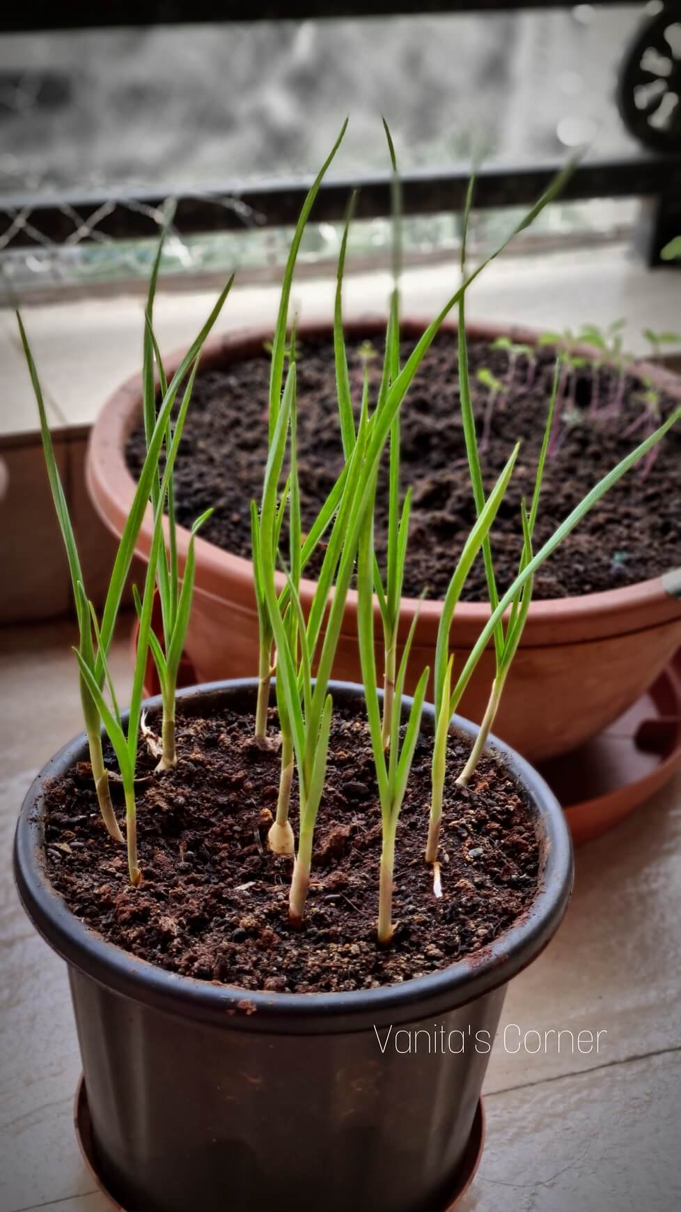 Growing green garlic at home