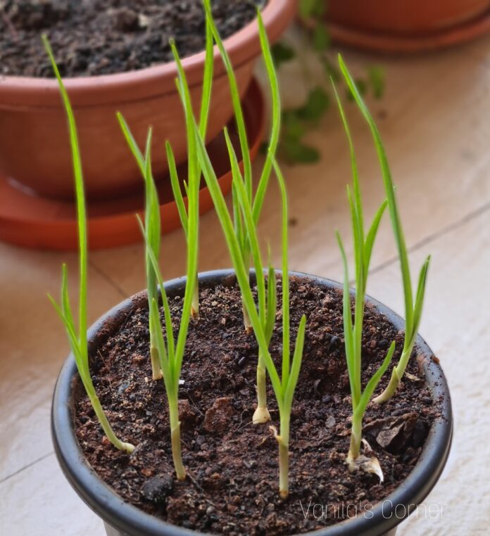 Growing green garlic at home