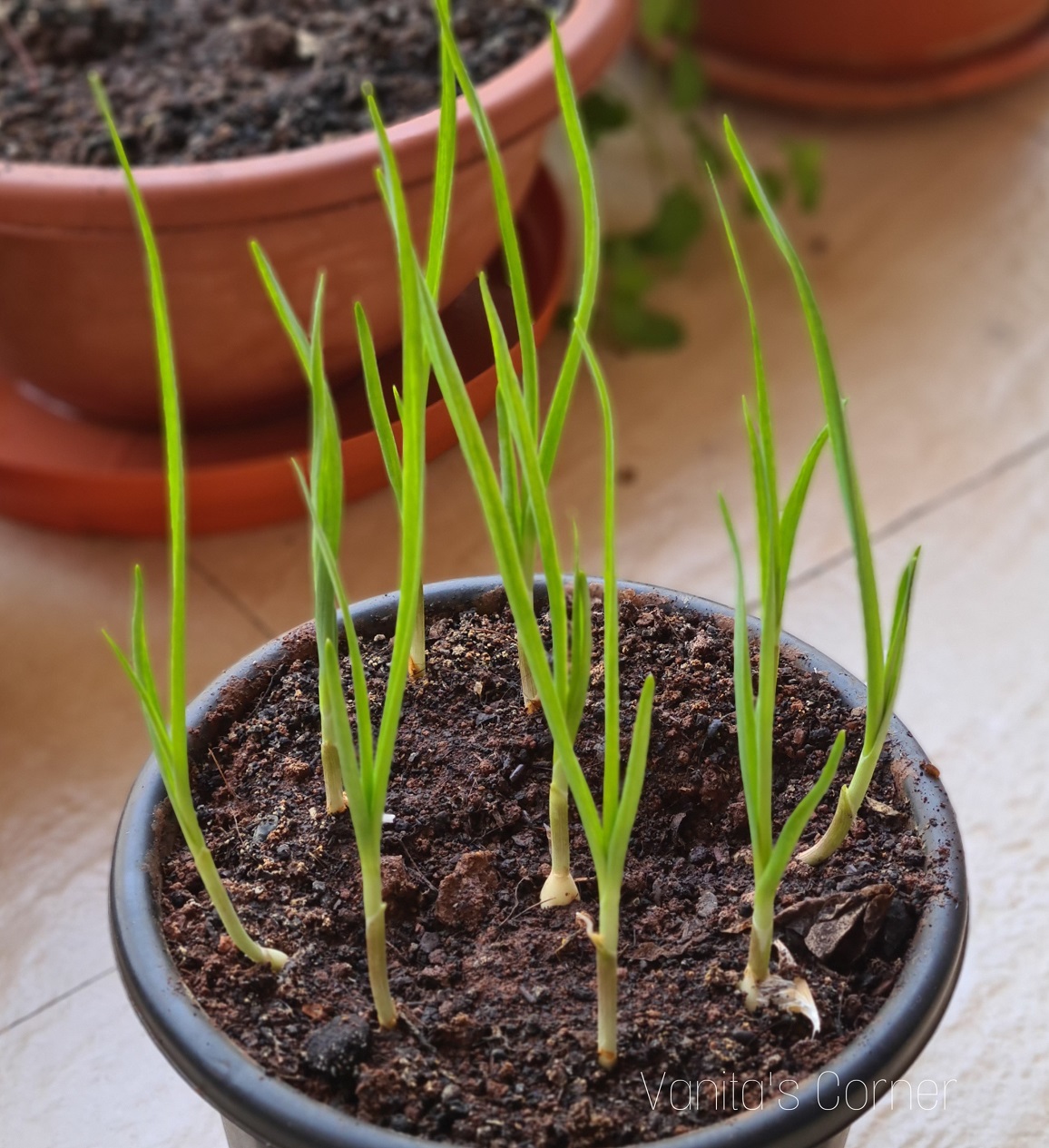 Growing green garlic at home - Vanita's Corner