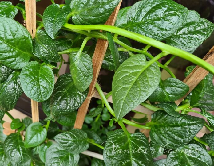 Malabar Spinach